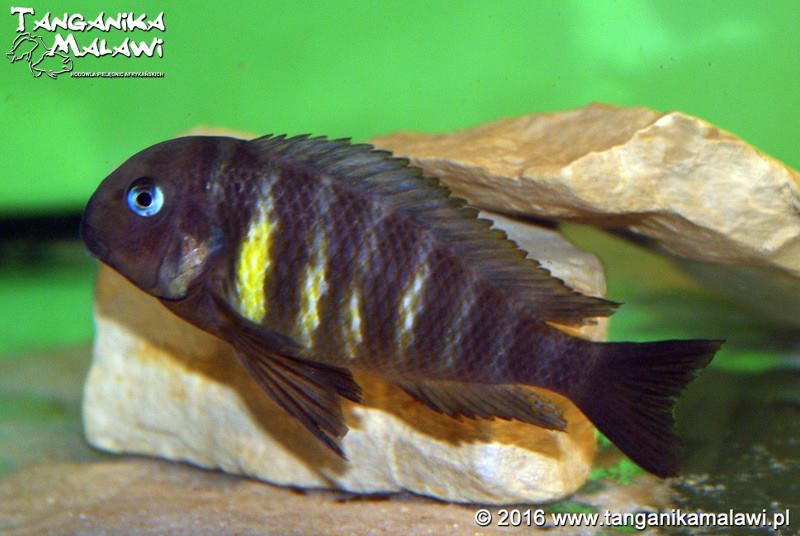 Tropheus sp. 'kipili' Ulwile Island